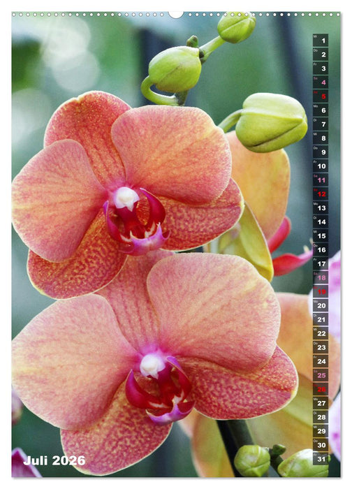 Phalaenopsis - Schöne Schmetterlingsorchideen (CALVENDO Premium Wandkalender 2026)