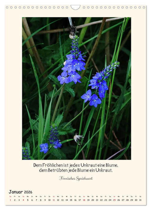 Verborgene Schönheiten am Wegesrand (CALVENDO Wandkalender 2026)