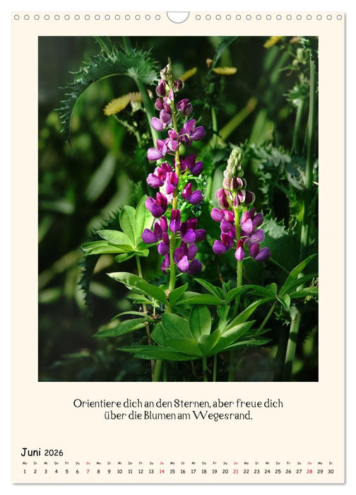 Verborgene Schönheiten am Wegesrand (CALVENDO Wandkalender 2026)