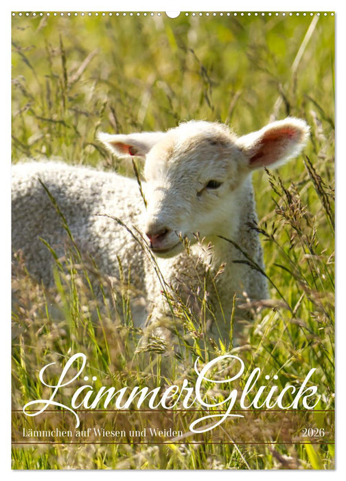Lämmerglück (CALVENDO Wandkalender 2026)