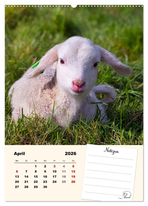 Lämmerglück (CALVENDO Wandkalender 2026)