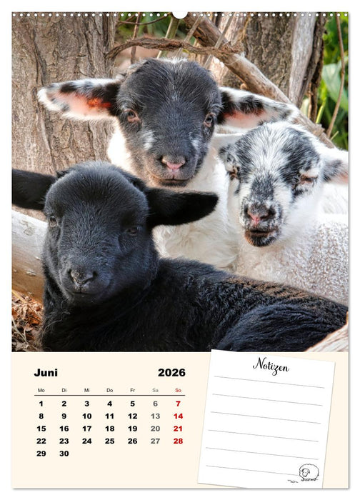 Lämmerglück (CALVENDO Wandkalender 2026)