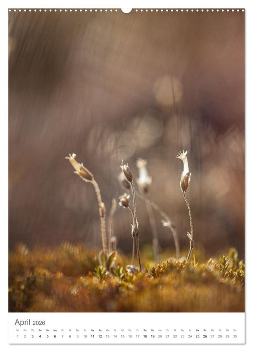 Die Arktis - Naturfotografien aus Spitzbergen (CALVENDO Wandkalender 2026)