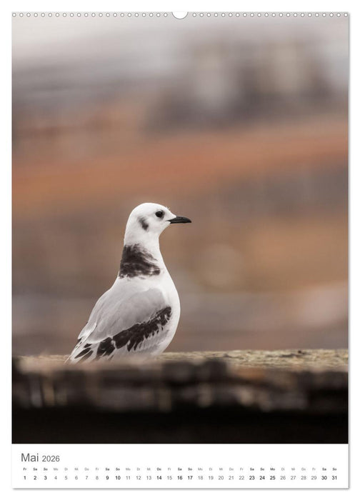 Die Arktis - Naturfotografien aus Spitzbergen (CALVENDO Wandkalender 2026)
