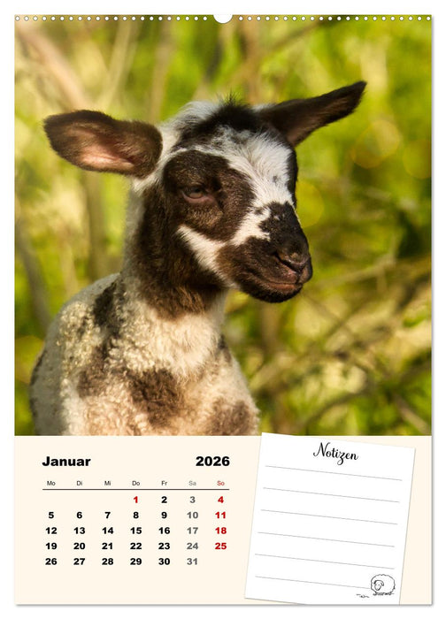 Lämmerglück (CALVENDO Premium Wandkalender 2026)