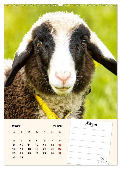 Lämmerglück (CALVENDO Premium Wandkalender 2026)