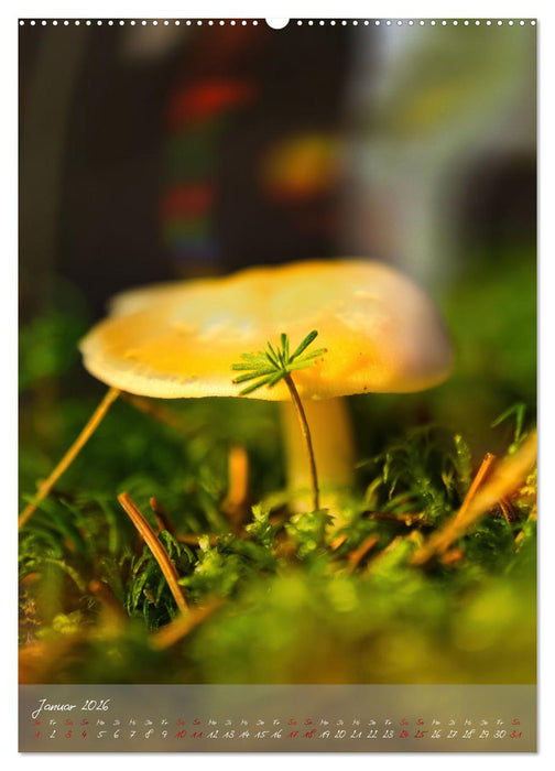 Waldboden im Licht (CALVENDO Wandkalender 2026)