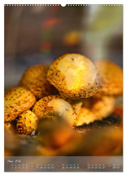 Waldboden im Licht (CALVENDO Wandkalender 2026)