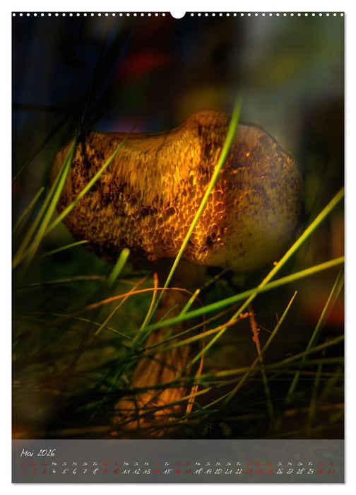 Waldboden im Licht (CALVENDO Wandkalender 2026)