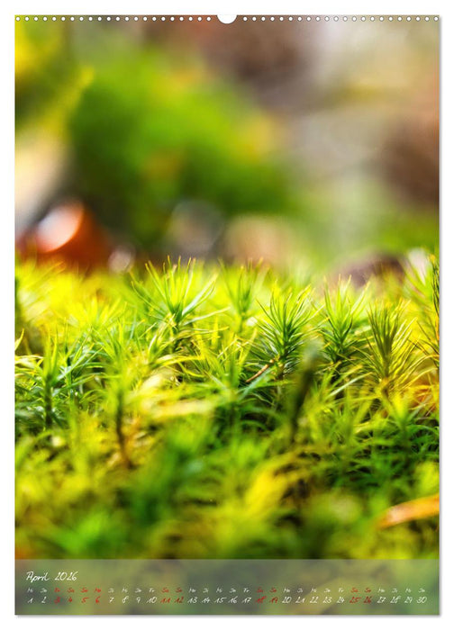 Waldboden im Licht (CALVENDO Premium Wandkalender 2026)
