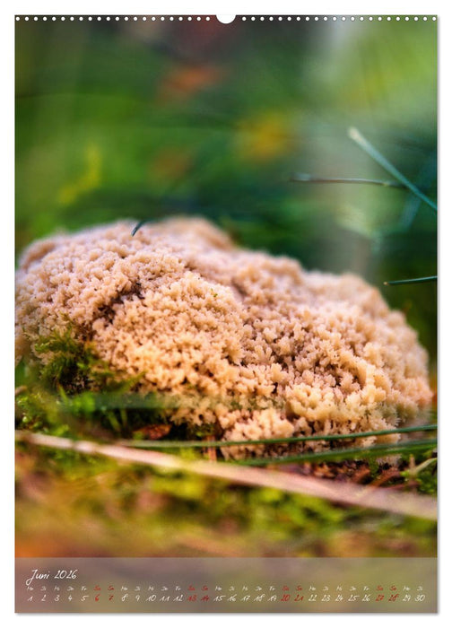 Waldboden im Licht (CALVENDO Premium Wandkalender 2026)