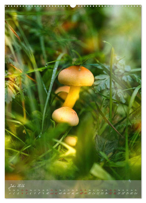 Waldboden im Licht (CALVENDO Premium Wandkalender 2026)
