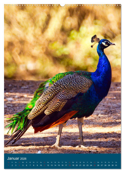 Im Pfauenwald (CALVENDO Wandkalender 2026)