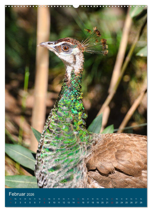 Im Pfauenwald (CALVENDO Wandkalender 2026)