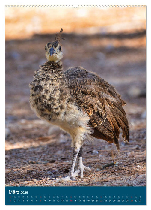 Im Pfauenwald (CALVENDO Wandkalender 2026)