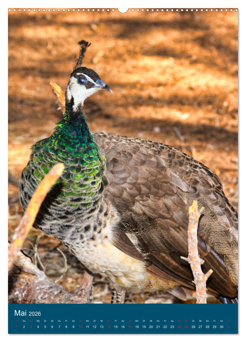Im Pfauenwald (CALVENDO Wandkalender 2026)
