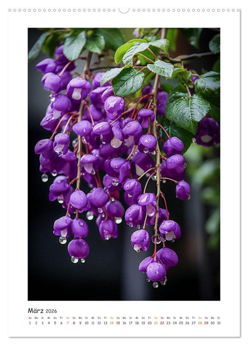 Magie und Traumzeit (CALVENDO Wandkalender 2026)