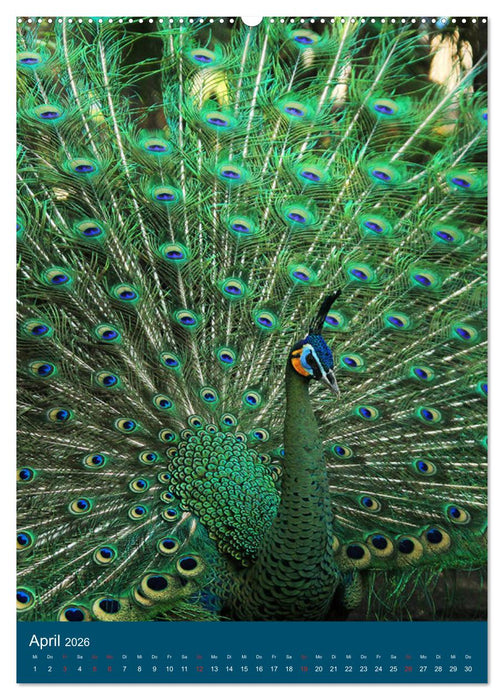 Im Pfauenwald (CALVENDO Premium Wandkalender 2026)