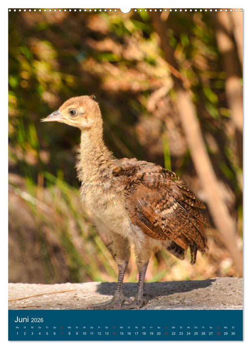 Im Pfauenwald (CALVENDO Premium Wandkalender 2026)