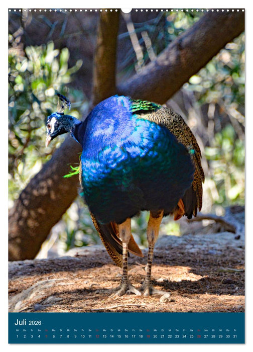 Im Pfauenwald (CALVENDO Premium Wandkalender 2026)