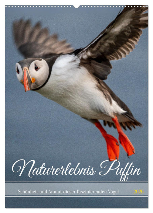 Naturerlebnis Puffin (CALVENDO Wandkalender 2026)