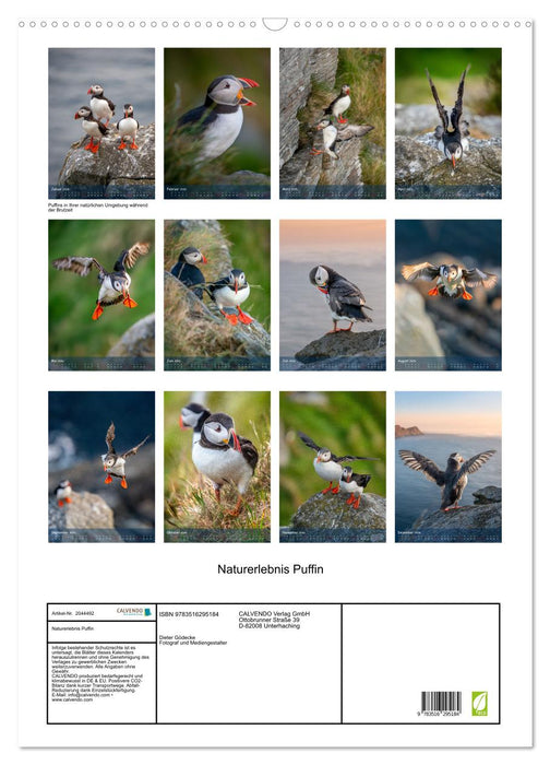 Naturerlebnis Puffin (CALVENDO Wandkalender 2026)