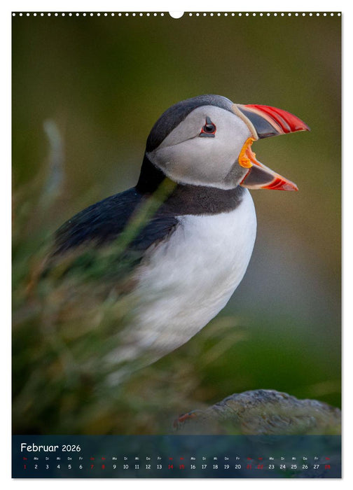 Naturerlebnis Puffin (CALVENDO Wandkalender 2026)