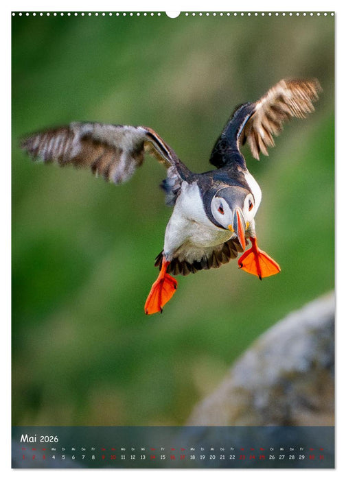 Naturerlebnis Puffin (CALVENDO Wandkalender 2026)