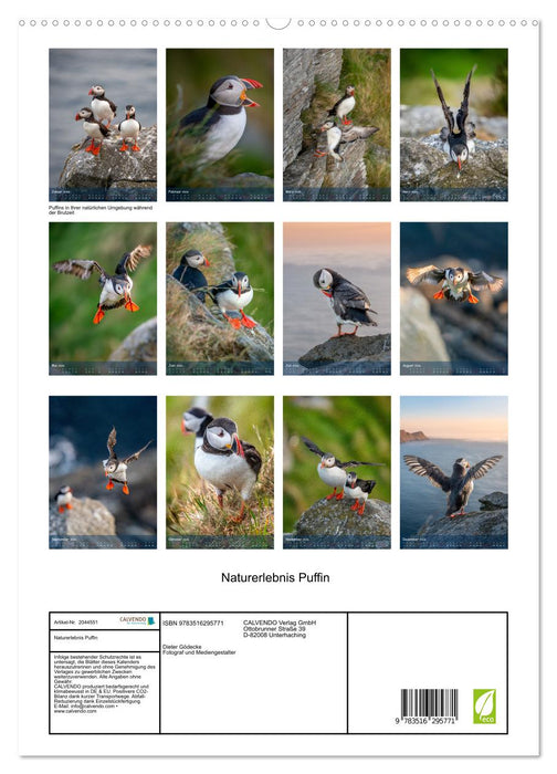 Naturerlebnis Puffin (CALVENDO Premium Wandkalender 2026)