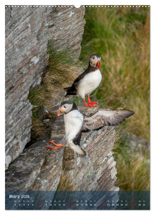 Naturerlebnis Puffin (CALVENDO Premium Wandkalender 2026)