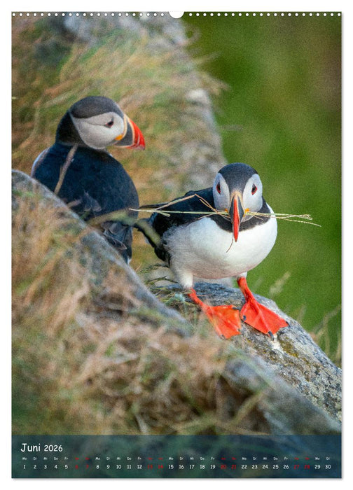 Naturerlebnis Puffin (CALVENDO Premium Wandkalender 2026)