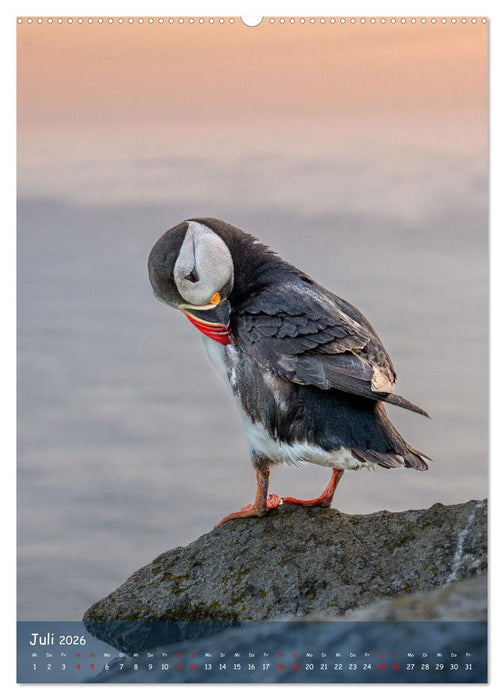 Naturerlebnis Puffin (CALVENDO Premium Wandkalender 2026)