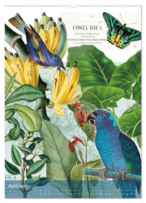 Gefiederte Dschungelfreunde (CALVENDO Wandkalender 2026)