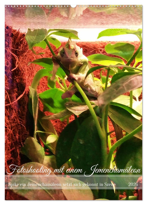 Fotoshooting mit einem Jemenchamäleon (CALVENDO Wandkalender 2026)