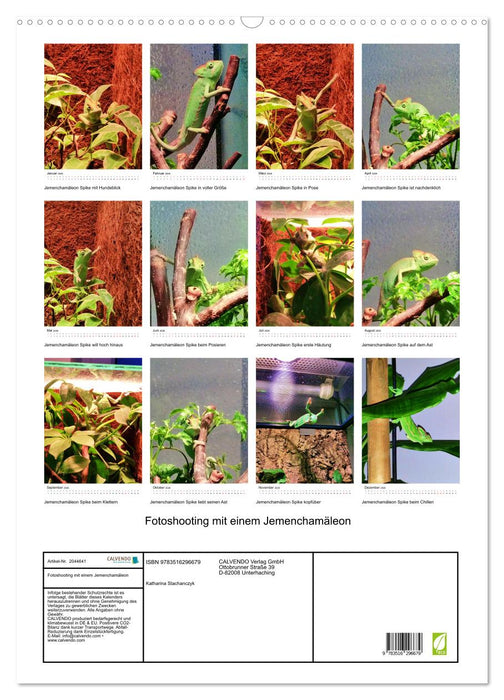 Fotoshooting mit einem Jemenchamäleon (CALVENDO Wandkalender 2026)