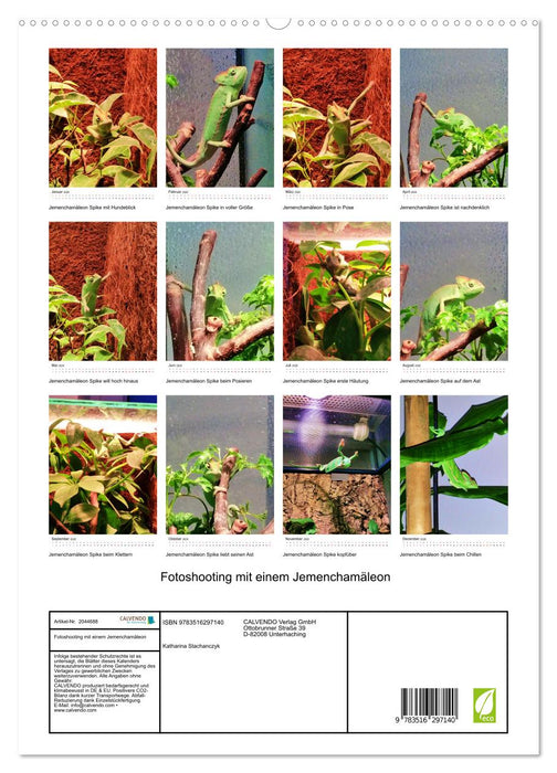 Fotoshooting mit einem Jemenchamäleon (CALVENDO Premium Wandkalender 2026)