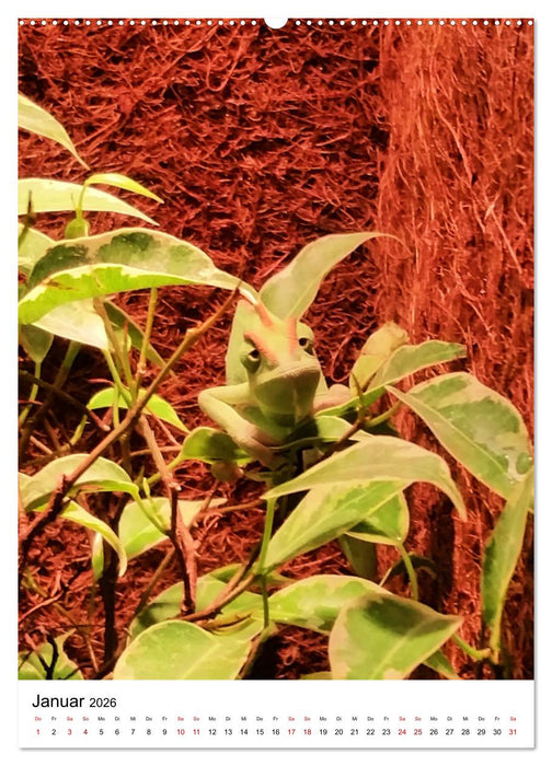 Fotoshooting mit einem Jemenchamäleon (CALVENDO Premium Wandkalender 2026)