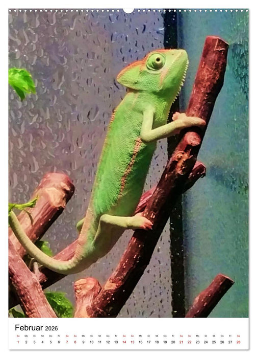 Fotoshooting mit einem Jemenchamäleon (CALVENDO Premium Wandkalender 2026)