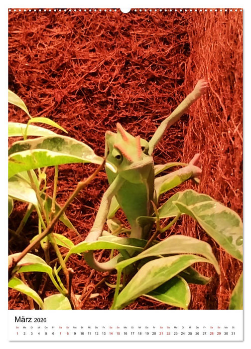 Fotoshooting mit einem Jemenchamäleon (CALVENDO Premium Wandkalender 2026)