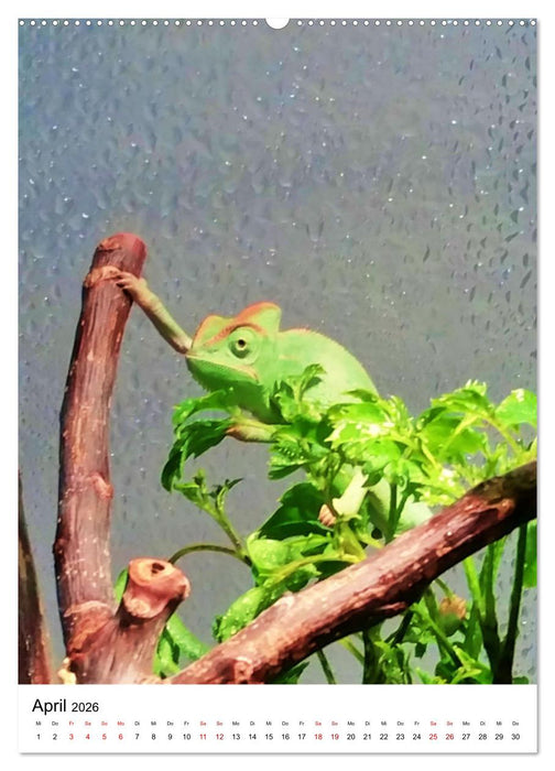 Fotoshooting mit einem Jemenchamäleon (CALVENDO Premium Wandkalender 2026)