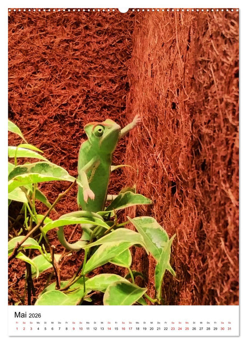 Fotoshooting mit einem Jemenchamäleon (CALVENDO Premium Wandkalender 2026)