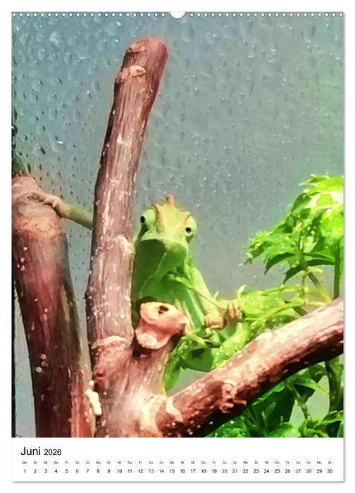 Fotoshooting mit einem Jemenchamäleon (CALVENDO Premium Wandkalender 2026)