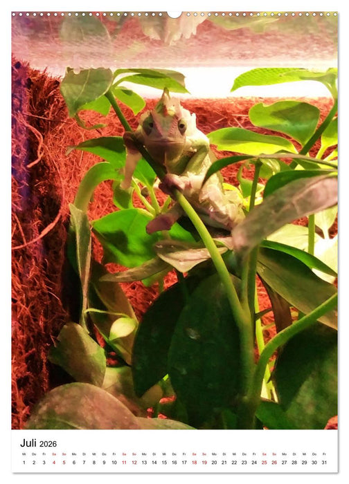 Fotoshooting mit einem Jemenchamäleon (CALVENDO Premium Wandkalender 2026)