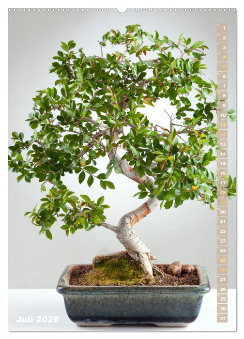 Bonsai: Gartenkunst im Kleinen (CALVENDO Premium Wandkalender 2026)