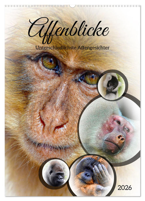 Affenblicke (CALVENDO Wandkalender 2026)