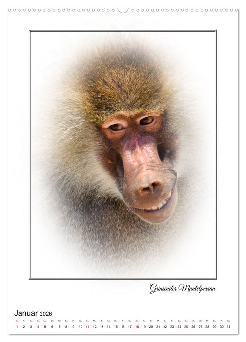 Affenblicke (CALVENDO Wandkalender 2026)