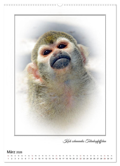 Affenblicke (CALVENDO Wandkalender 2026)