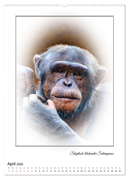 Affenblicke (CALVENDO Wandkalender 2026)