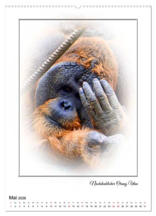 Affenblicke (CALVENDO Wandkalender 2026)