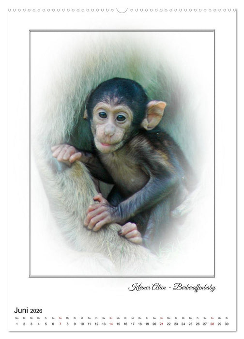 Affenblicke (CALVENDO Wandkalender 2026)